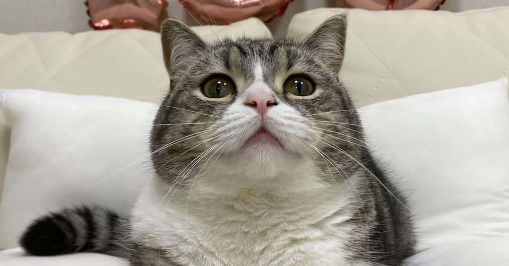 ギネス記録も!6億回見られた猫・もちまる日記はなぜ人気?